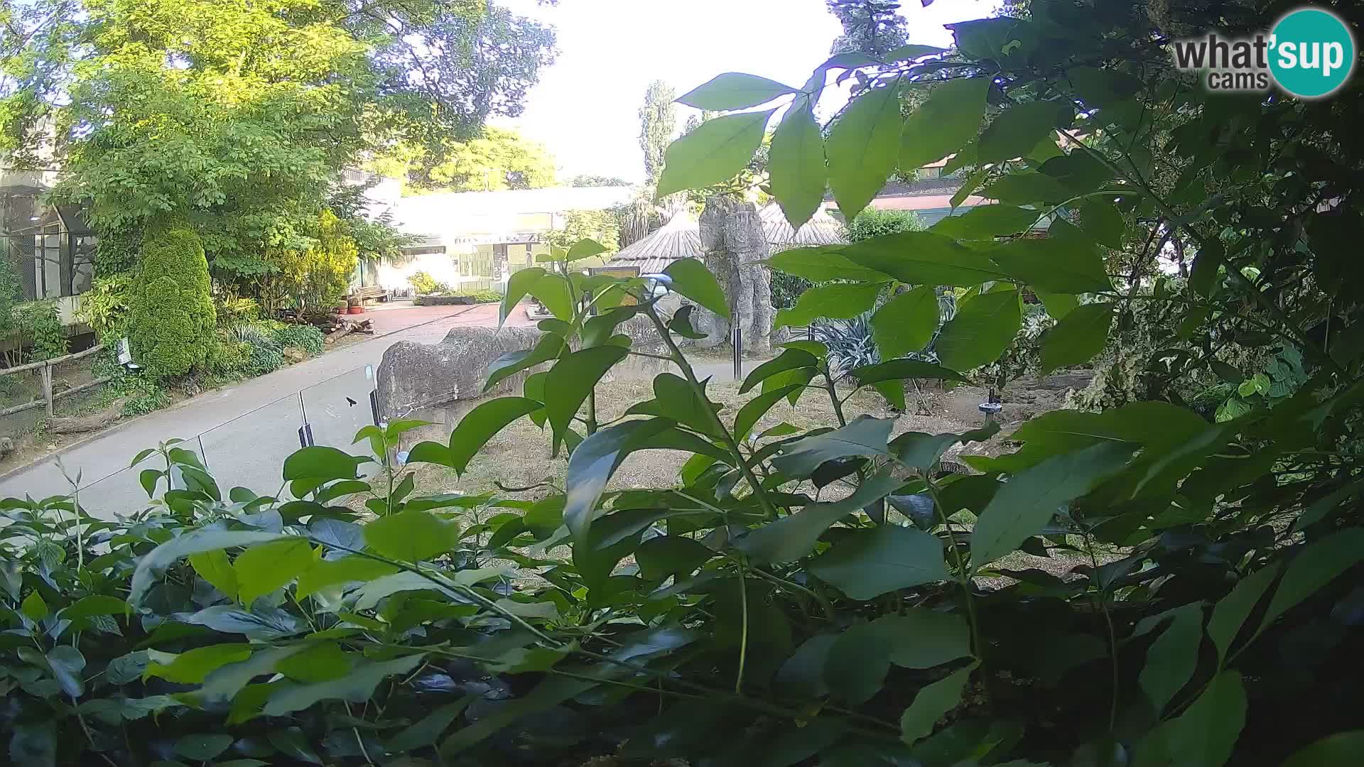 Zoo Zagreb – Erdmännchen