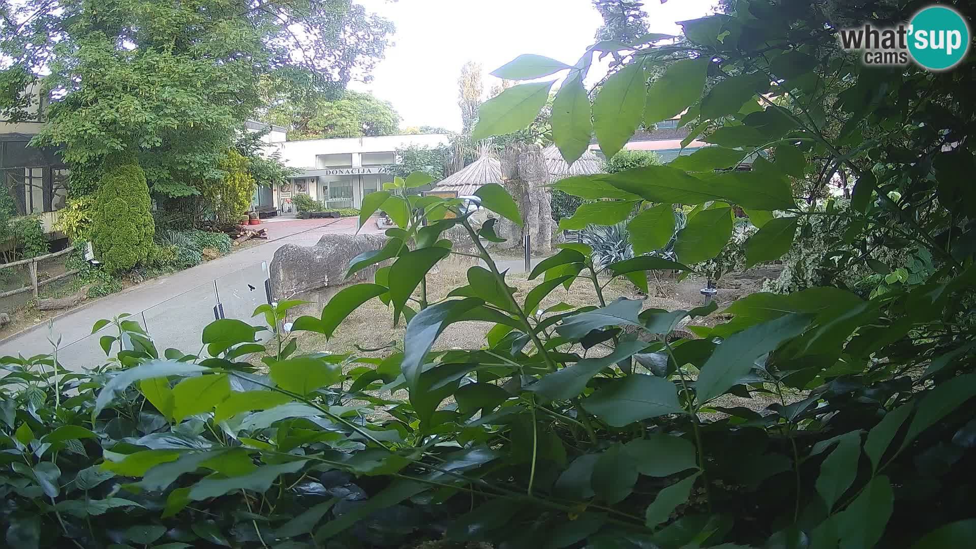 Zoo Zagreb – Suricata