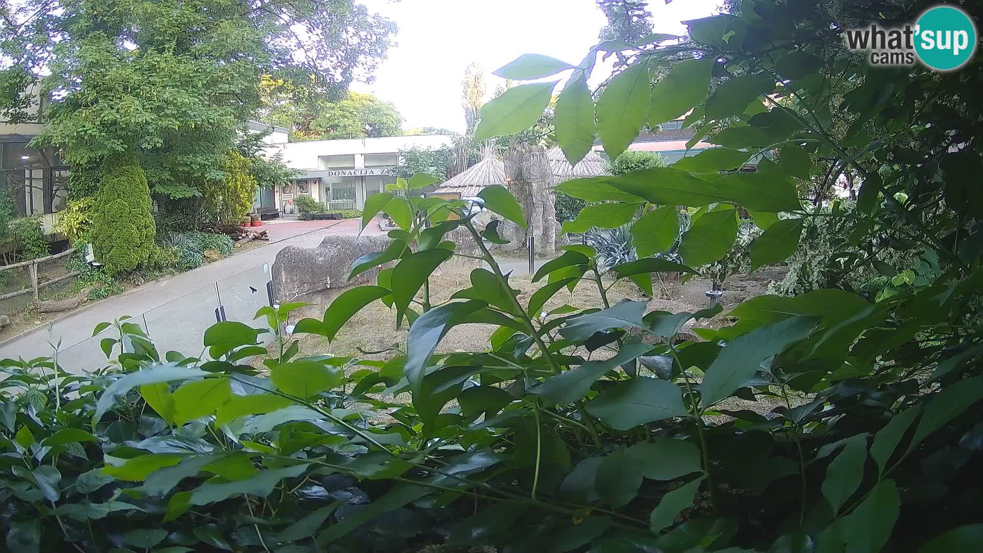 Zoo Zagreb – Surikate