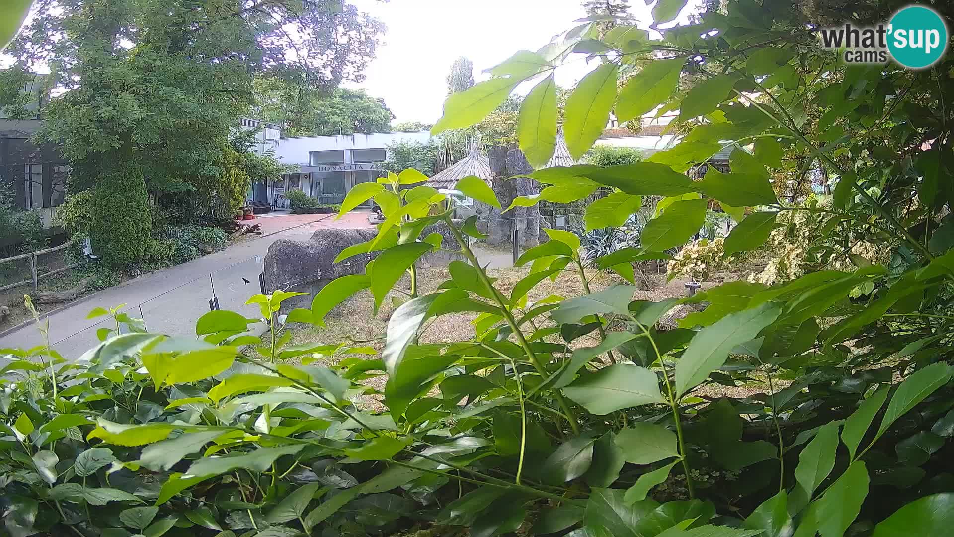 Zoo Zagreb – Surikate