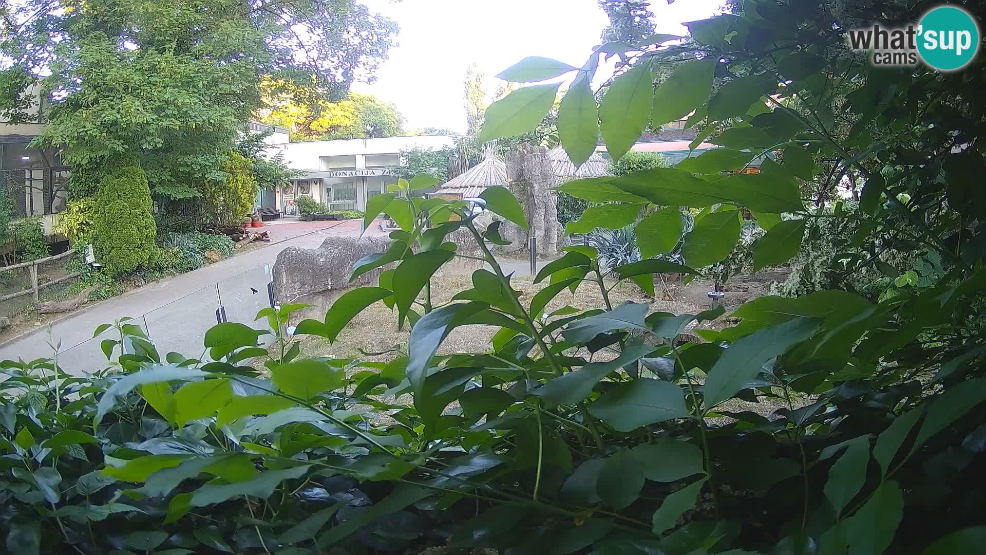 Zoo Zagreb – Suricate