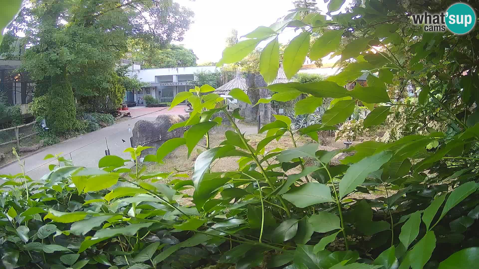 Zoo Zagreb – Merkat
