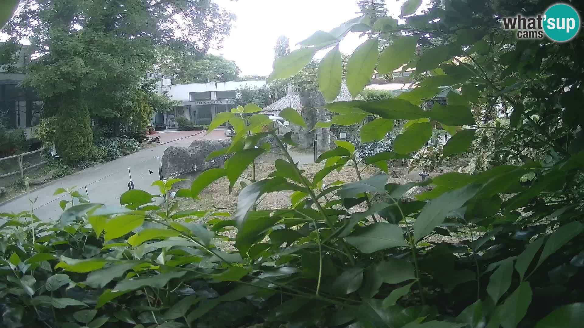 Zoo Zagreb – Surikate
