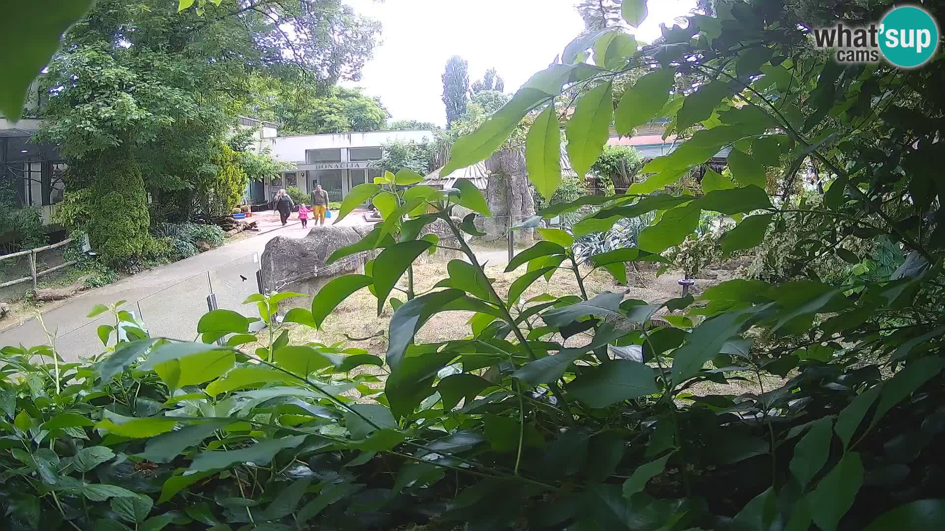 Zoo Zagreb – Surikate