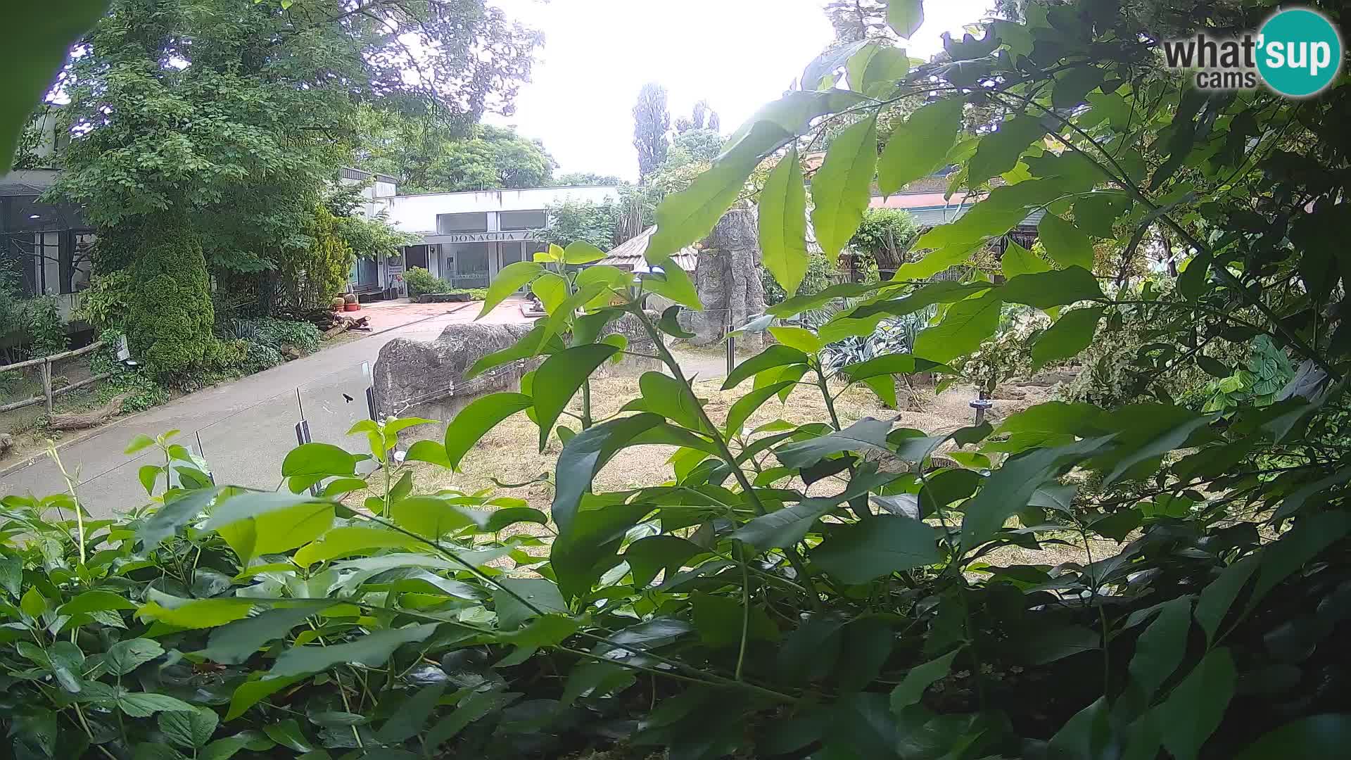 Zoo Zagreb – Suricate