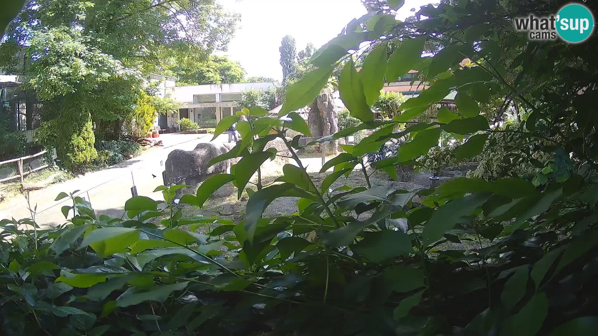 Zoo Zagreb – Erdmännchen