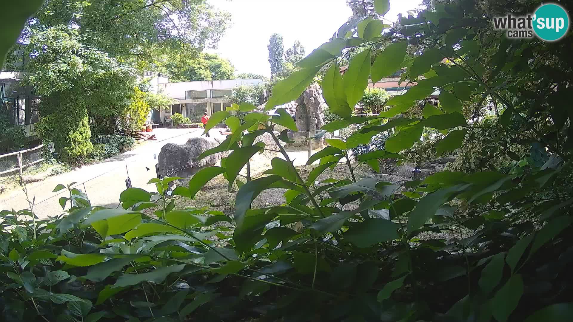 Zoo Zagreb – Suricata