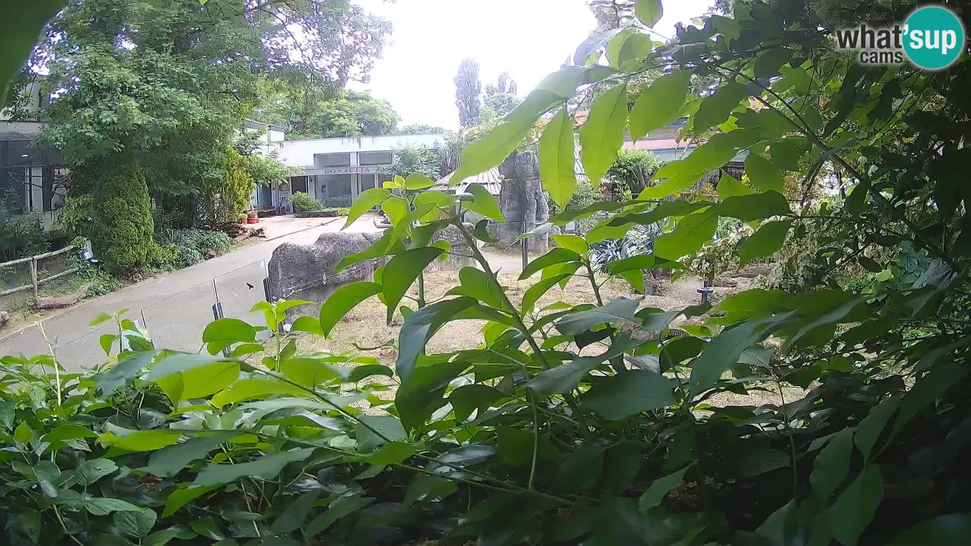 Zoo Zagreb – Surikate