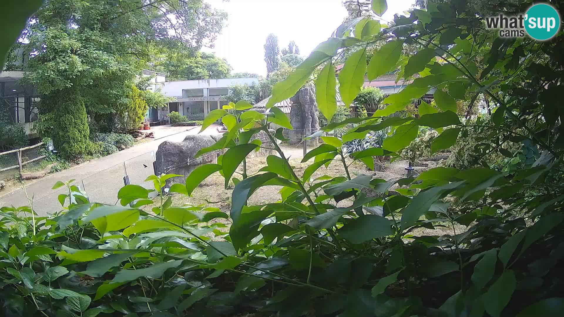Zoo Zagreb – Erdmännchen