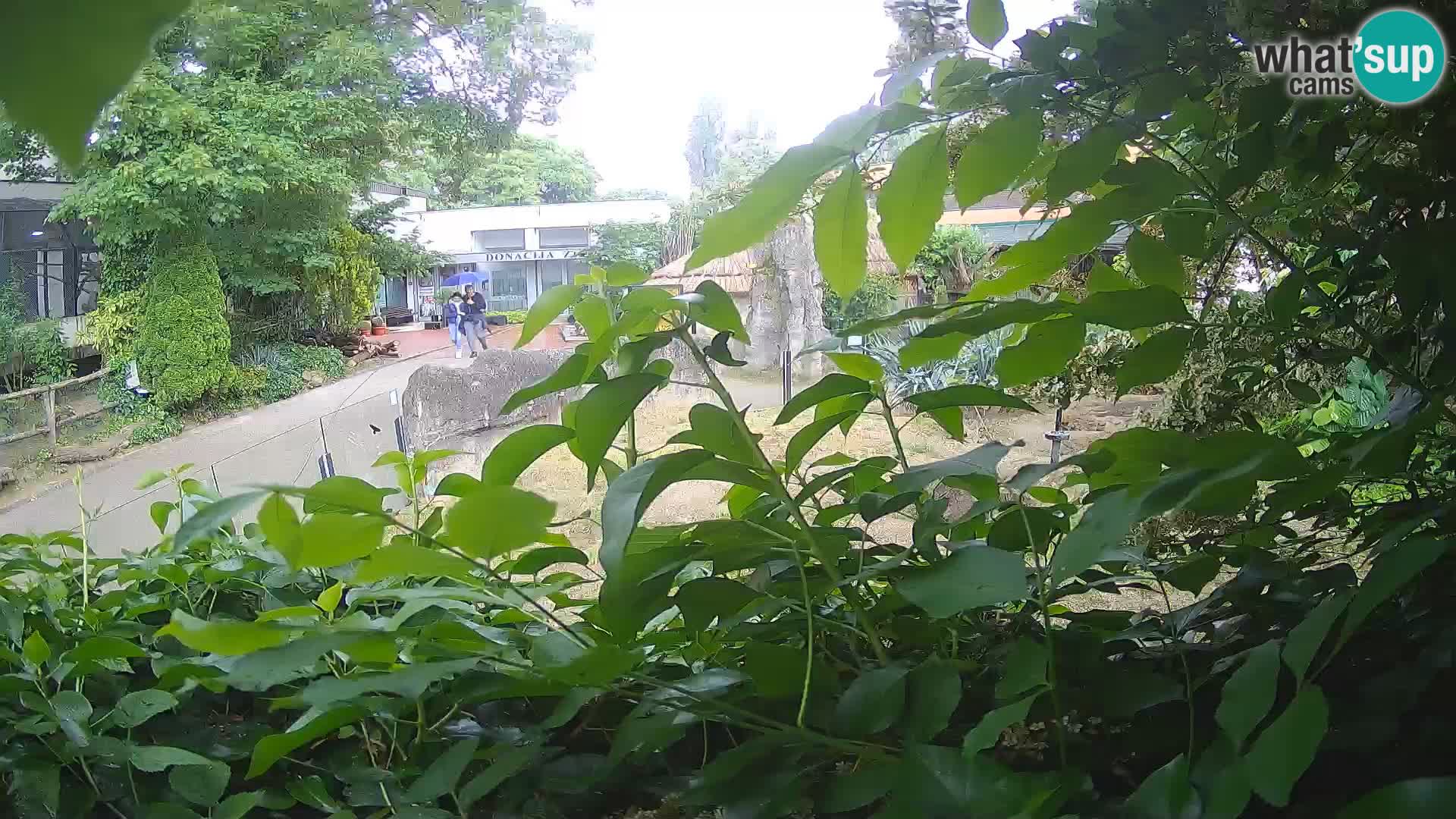 Zoo Zagreb – Merkat
