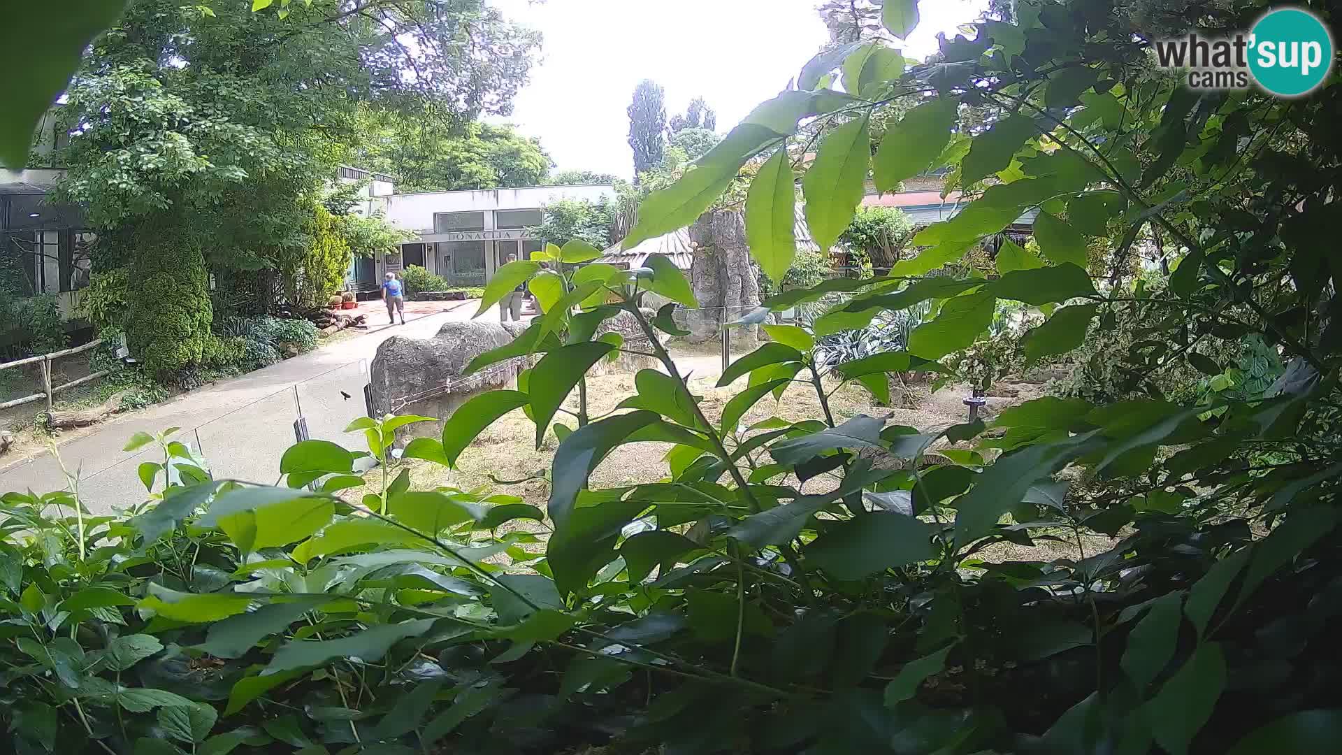 Zoo Zagreb – Suricata