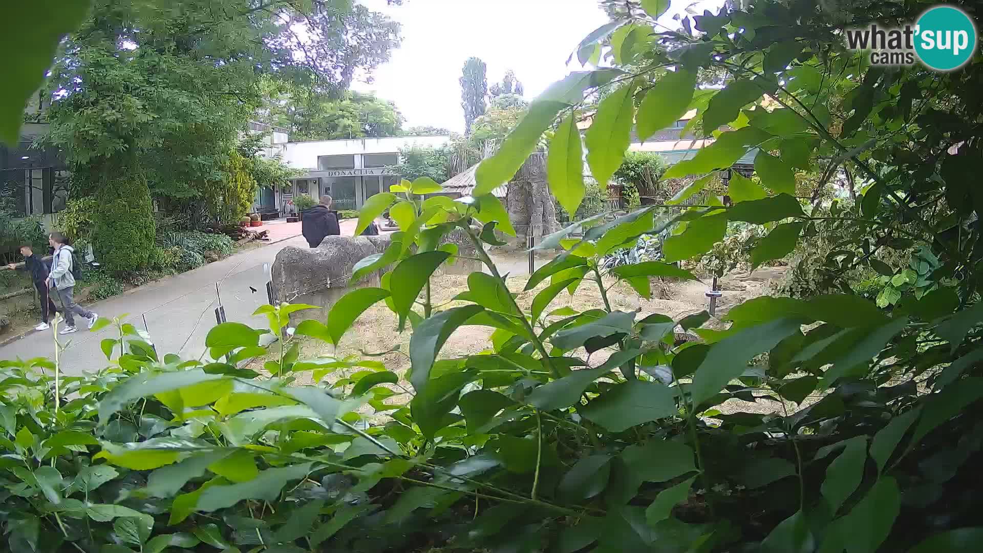 Zoo Zagreb – Merkat