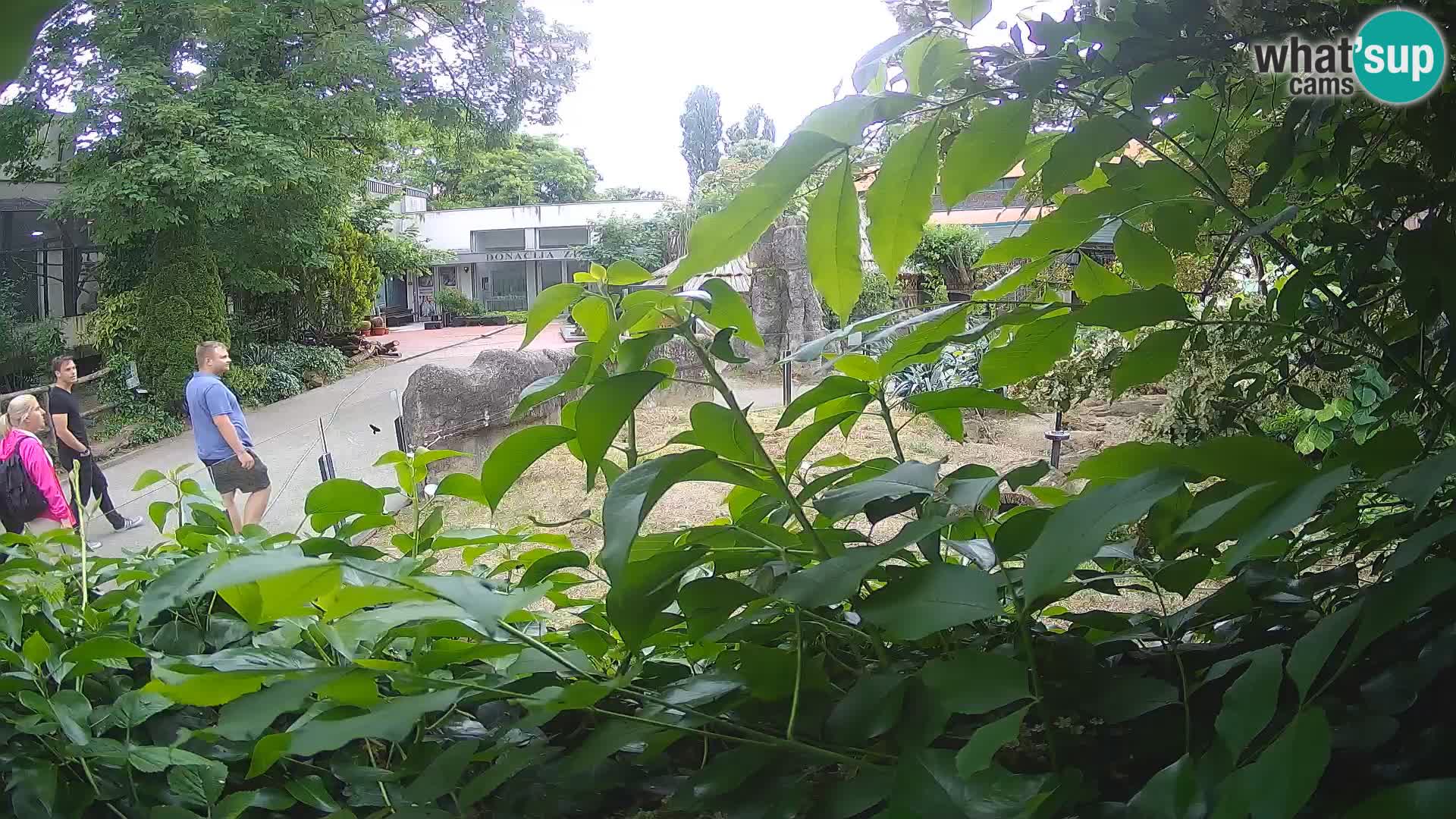 Zoo Zagreb – Merkat