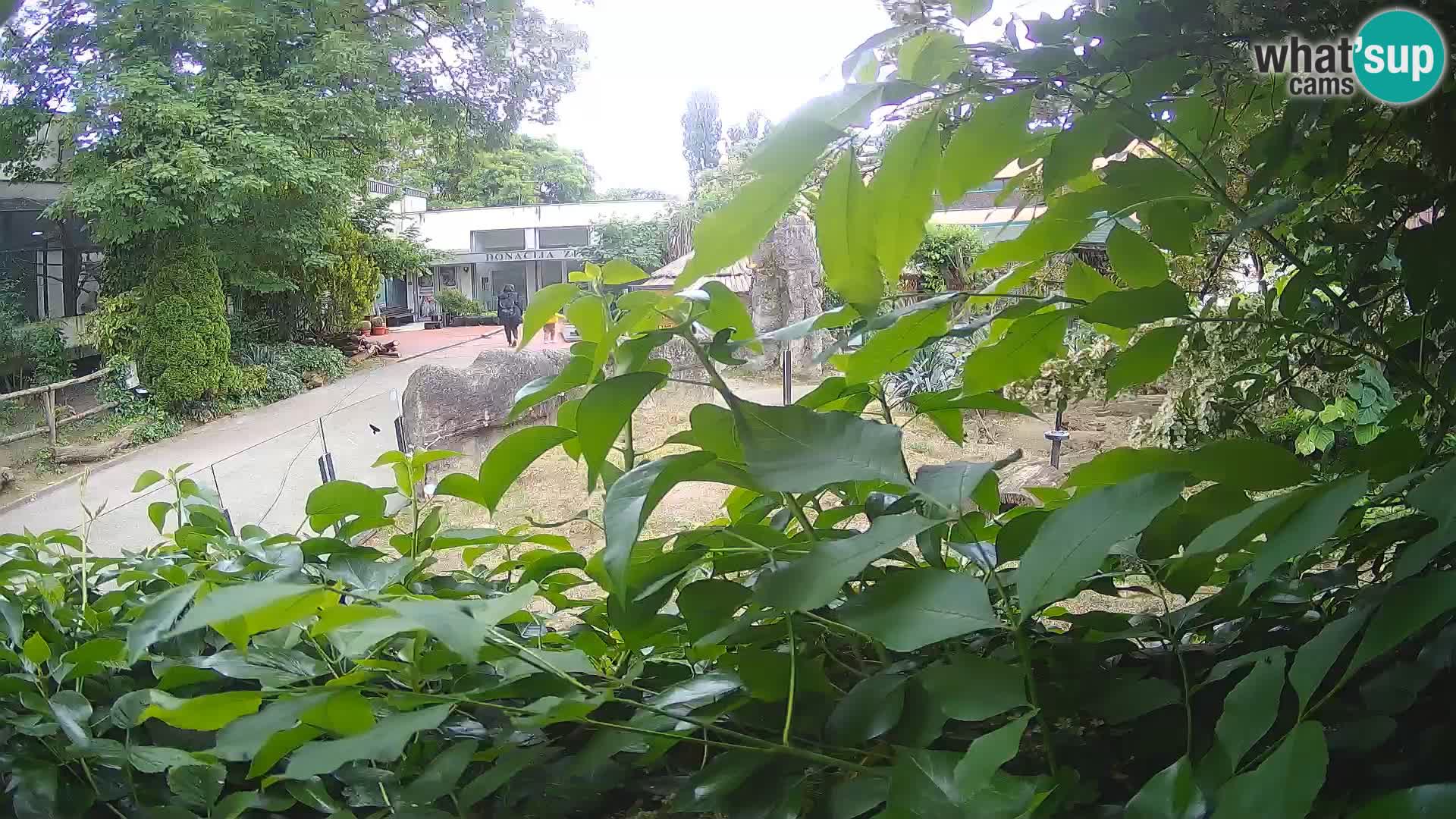 Zoo Zagreb – Erdmännchen