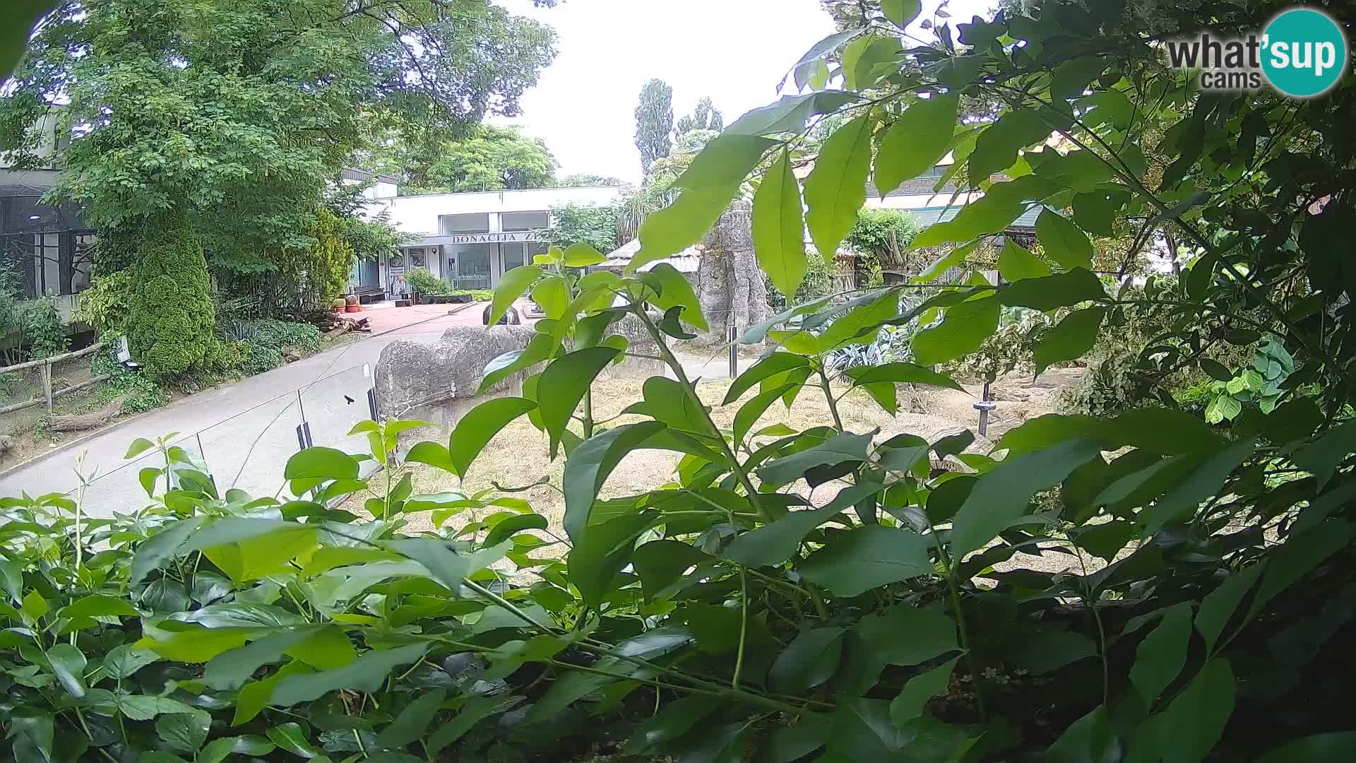 Zoo Zagreb – Meerkat (Suricate)