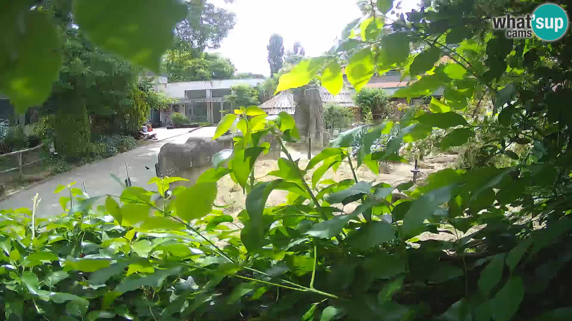Zoo Zagreb – Suricata