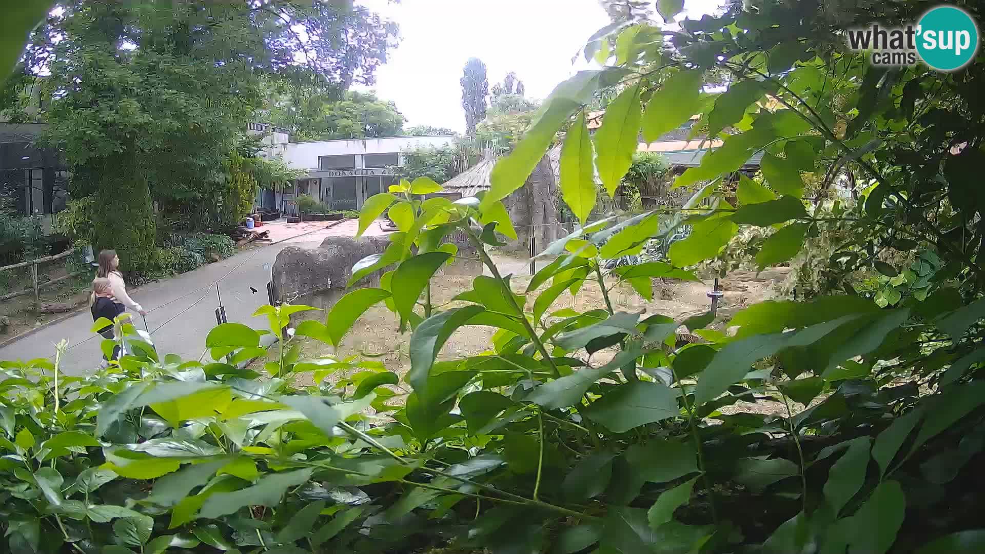 Zoo Zagreb – Suricata