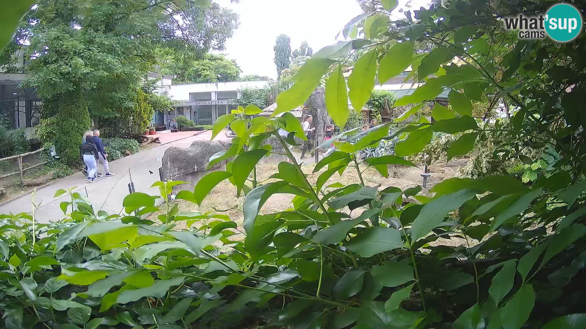 Zoo Zagreb – Surikate