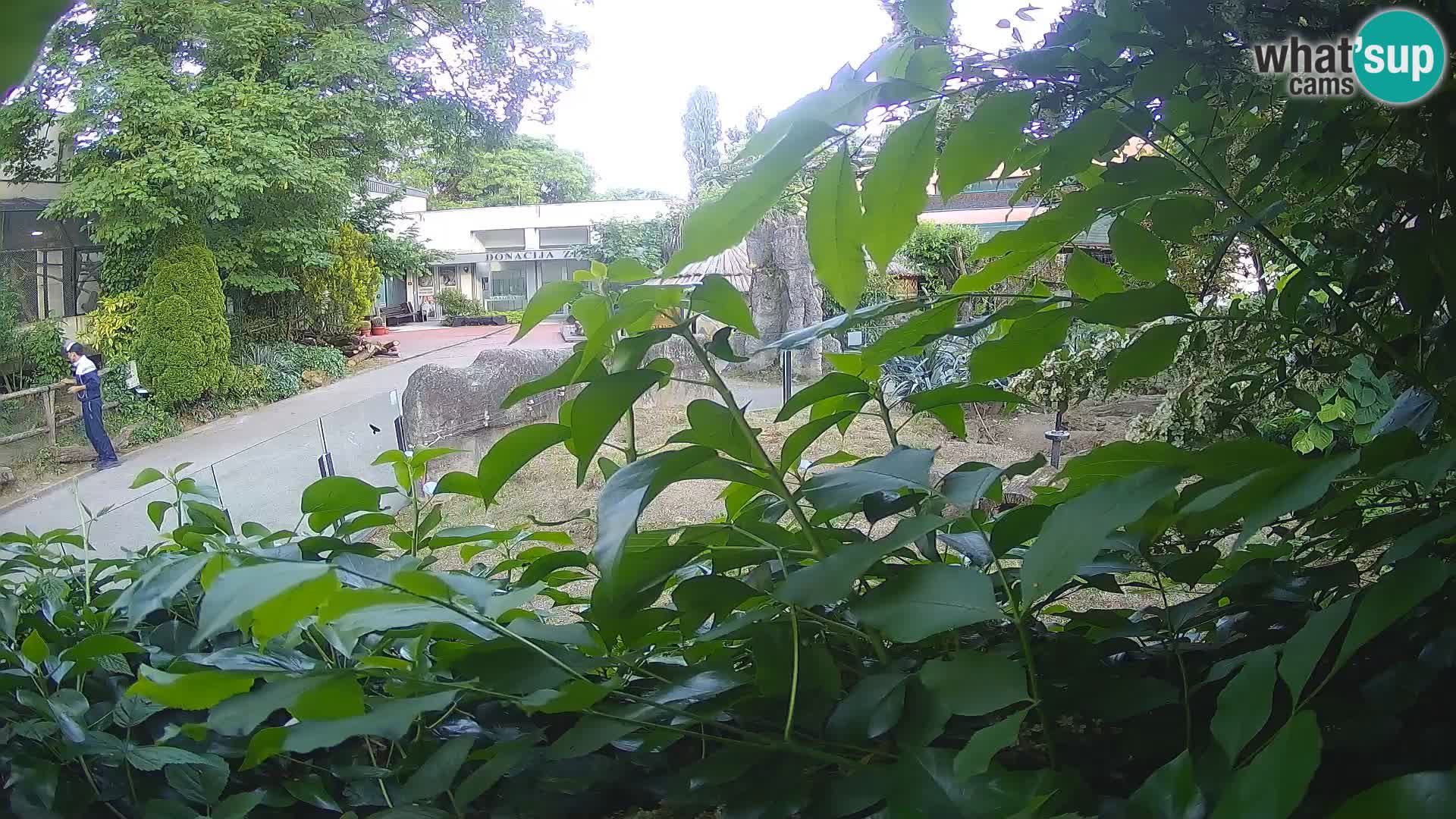 Zoo Zagreb – Surikate