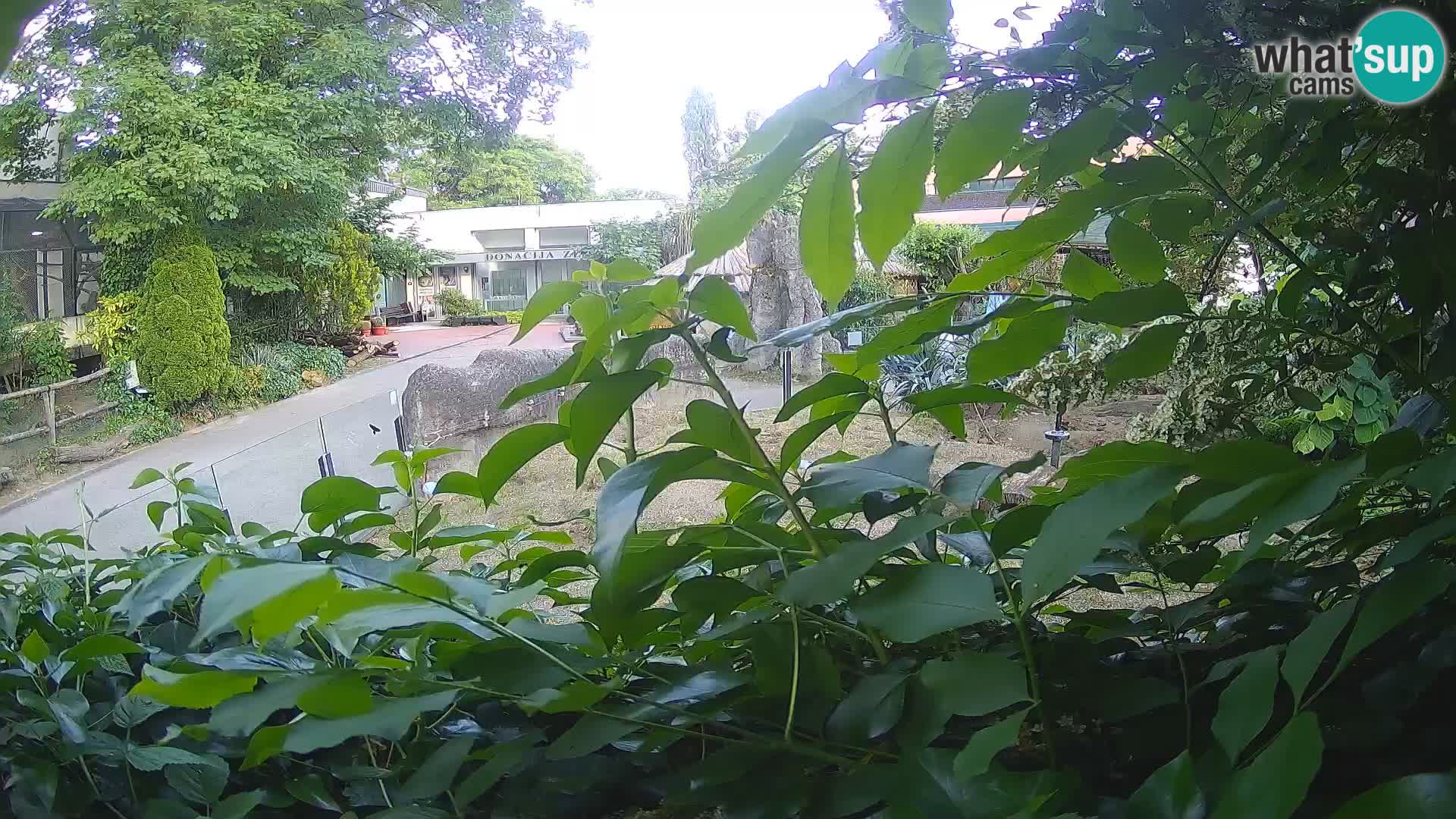 Zoo Zagreb – Surikate