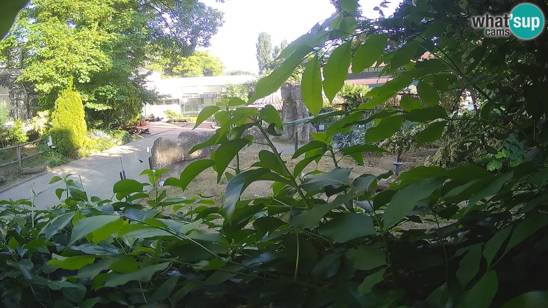 Zoo Zagreb – Meerkat (Suricate)