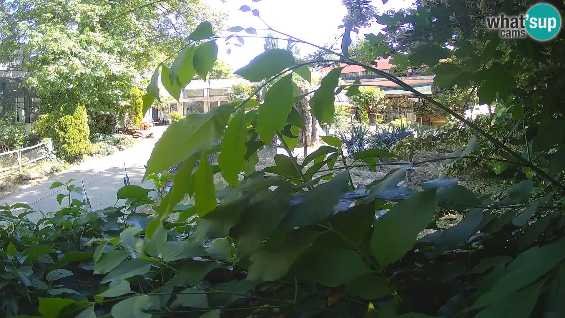 Zoo Zagreb – Erdmännchen