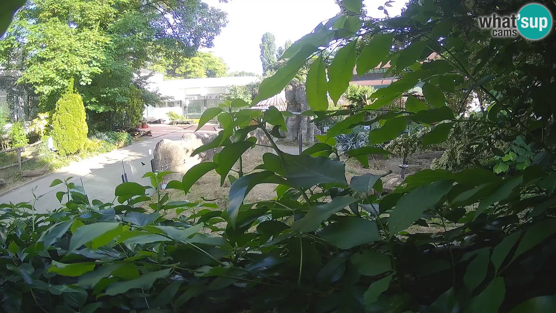 Zoo Zagreb – Surikate