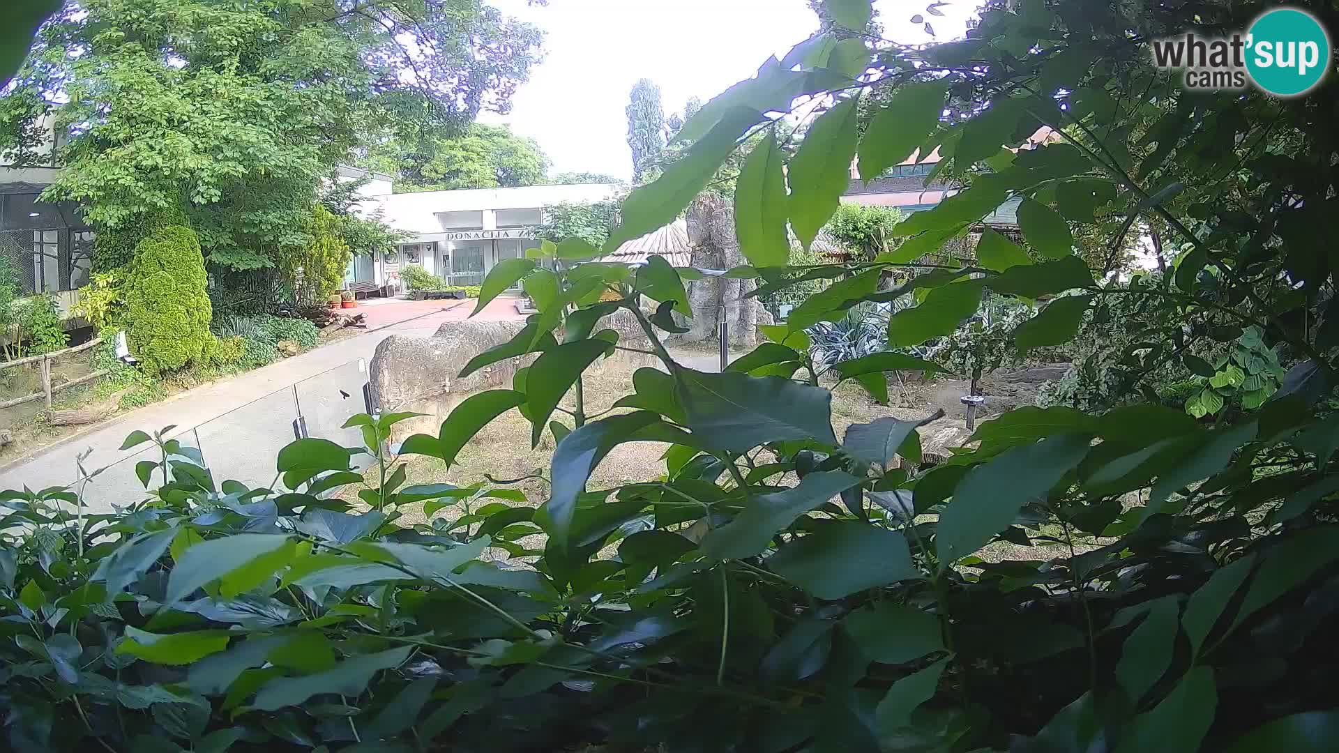 Zoo Zagreb – Suricate