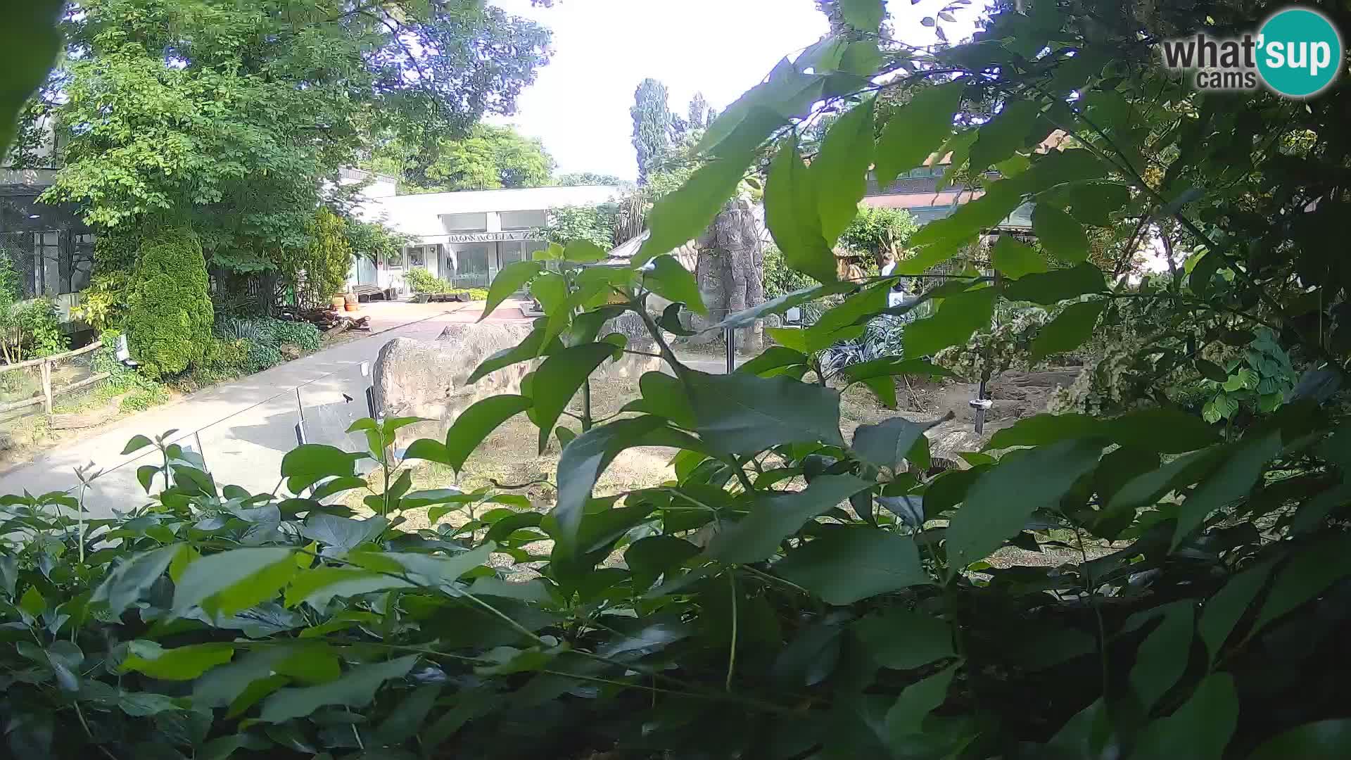 Zoo Zagreb – Erdmännchen