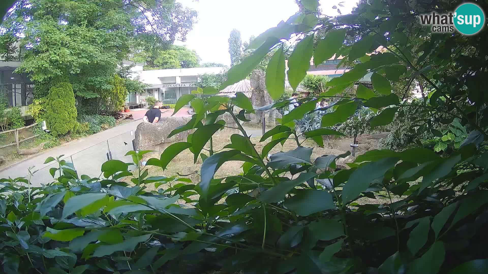 Zoo Zagreb – Surikate