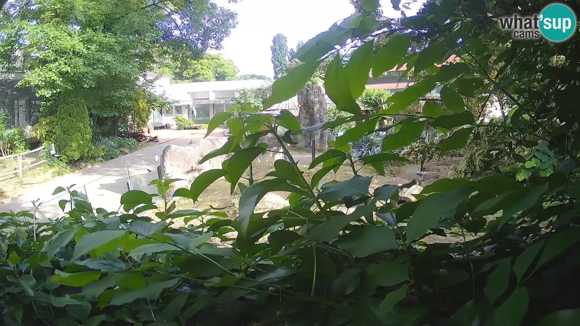 Zoo Zagreb – Merkat