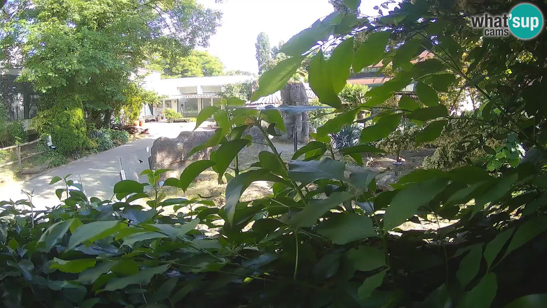 Zoo Zagreb – Suricata