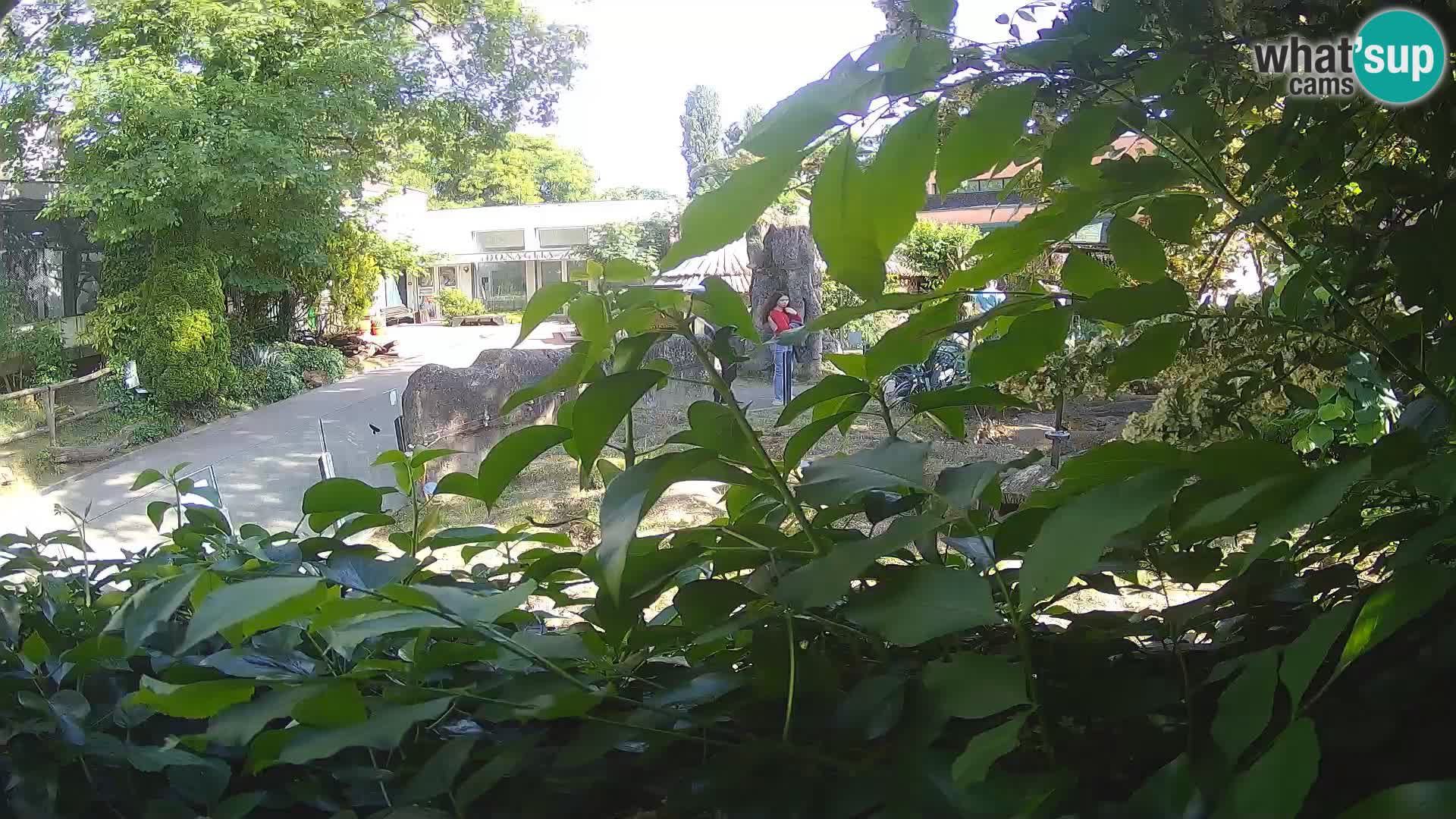 Zoo Zagreb – Suricata