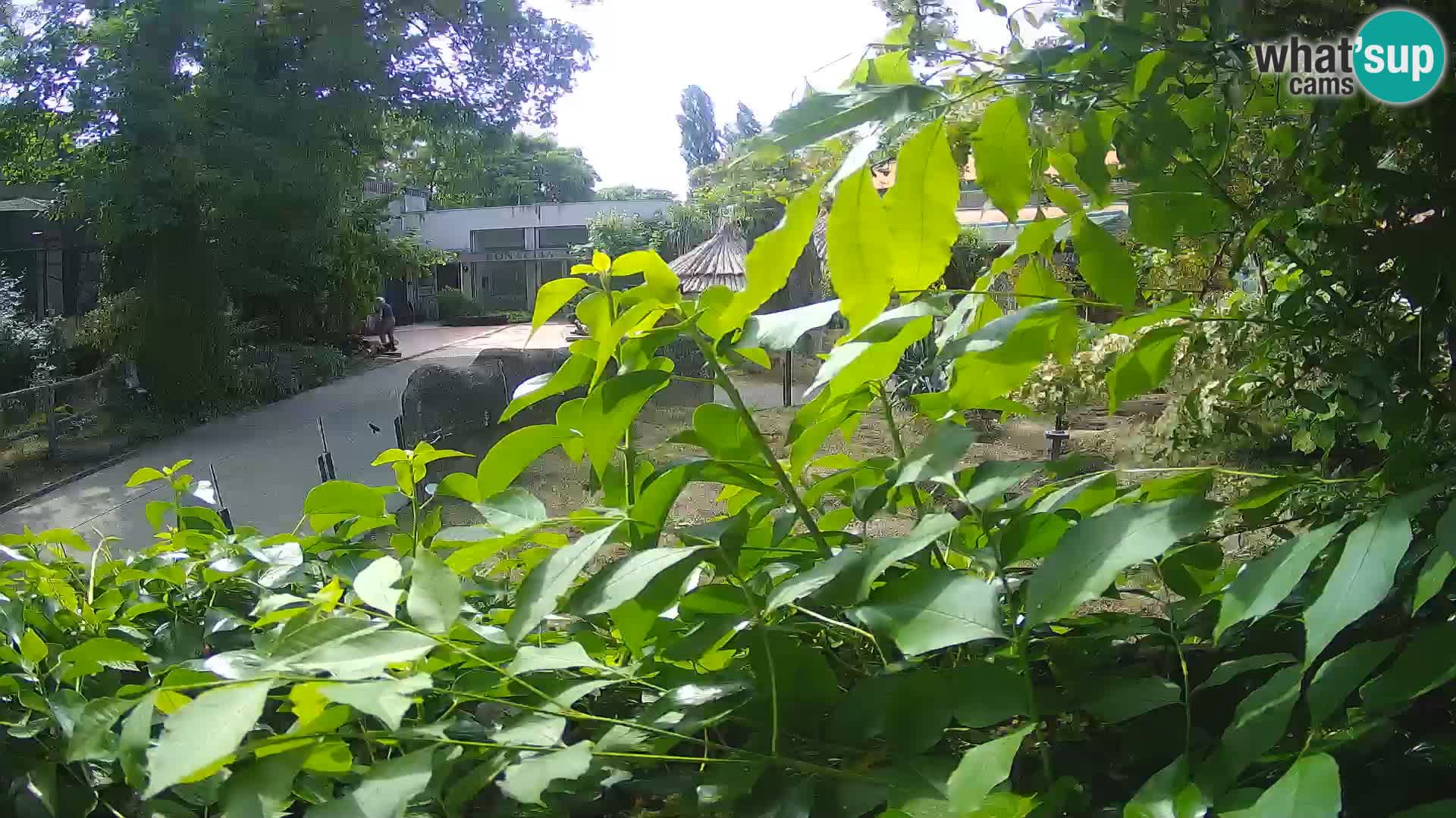 Zoo Zagreb – Suricate
