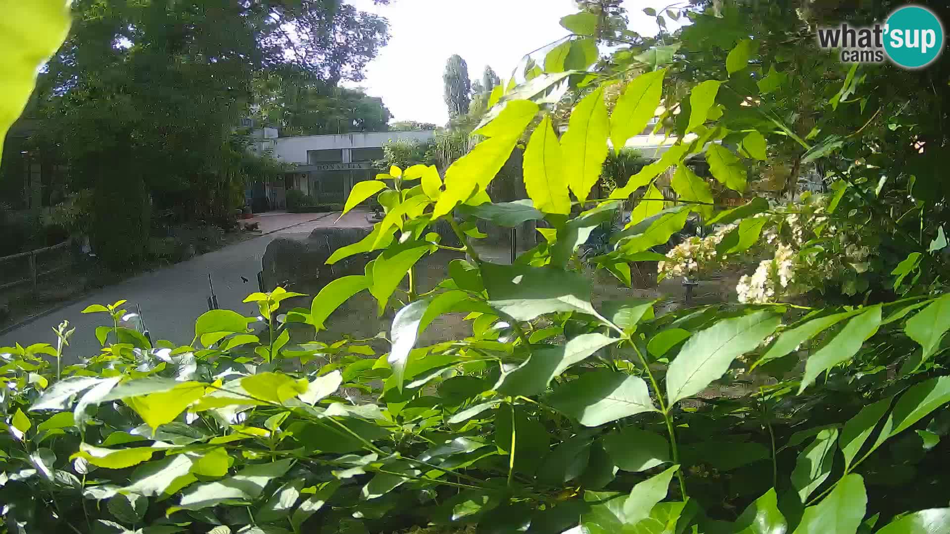 Zoo Zagreb – Erdmännchen