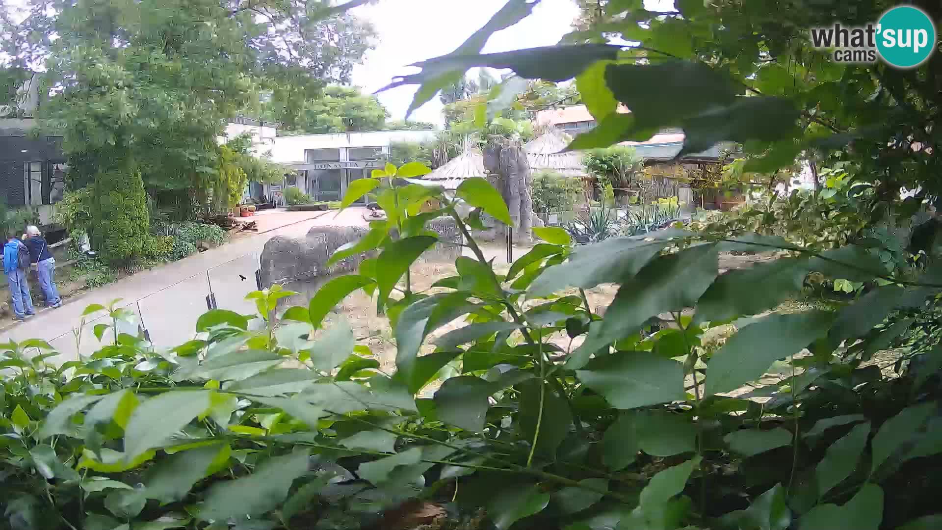 Zoo Zagreb – Merkat
