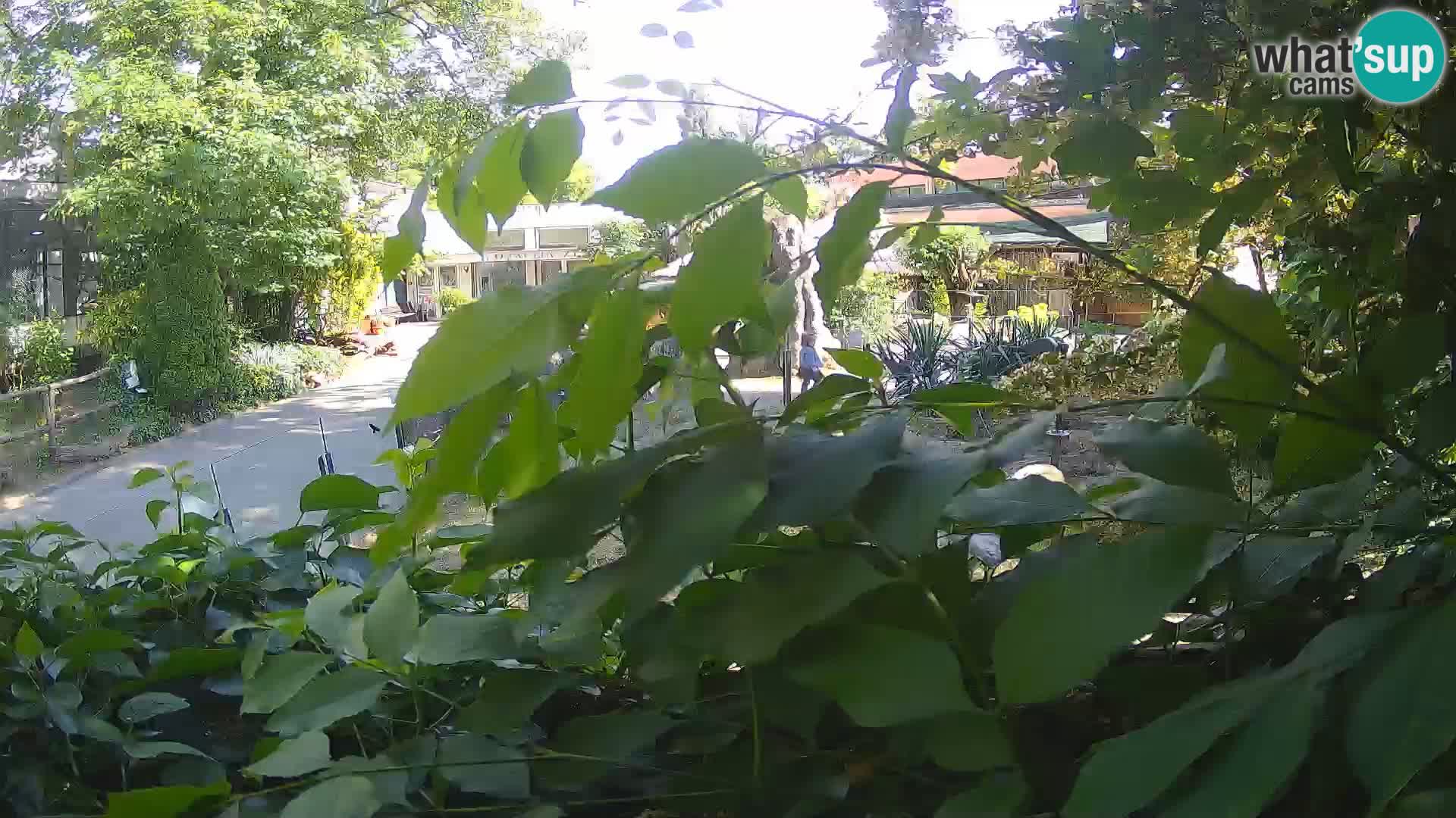 Zoo Zagreb – Surikate