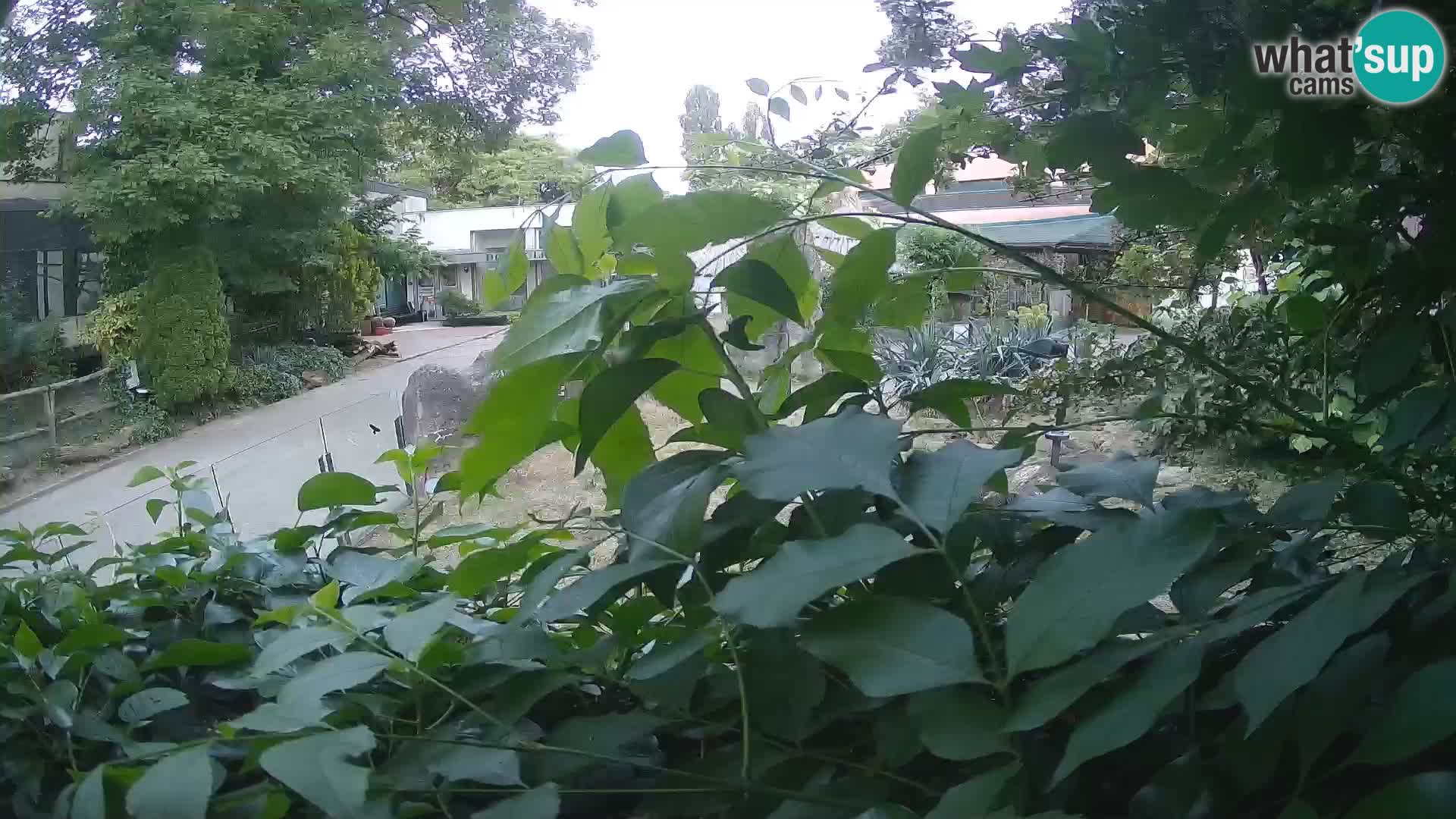 Zoo Zagreb – Merkat