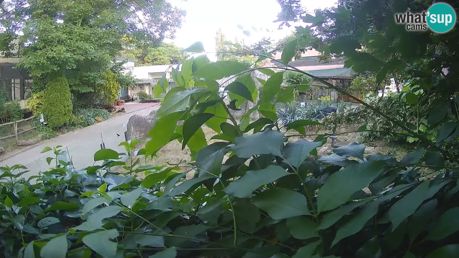 Zoo Zagreb – Merkat