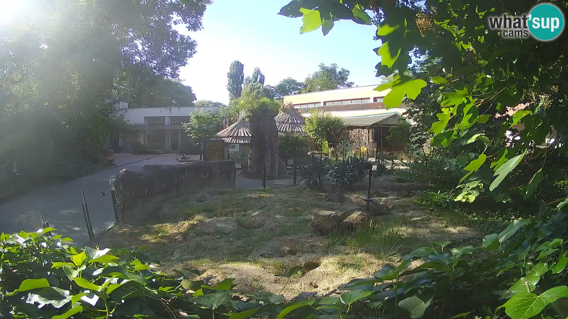 Zoo Zagreb – Merkat
