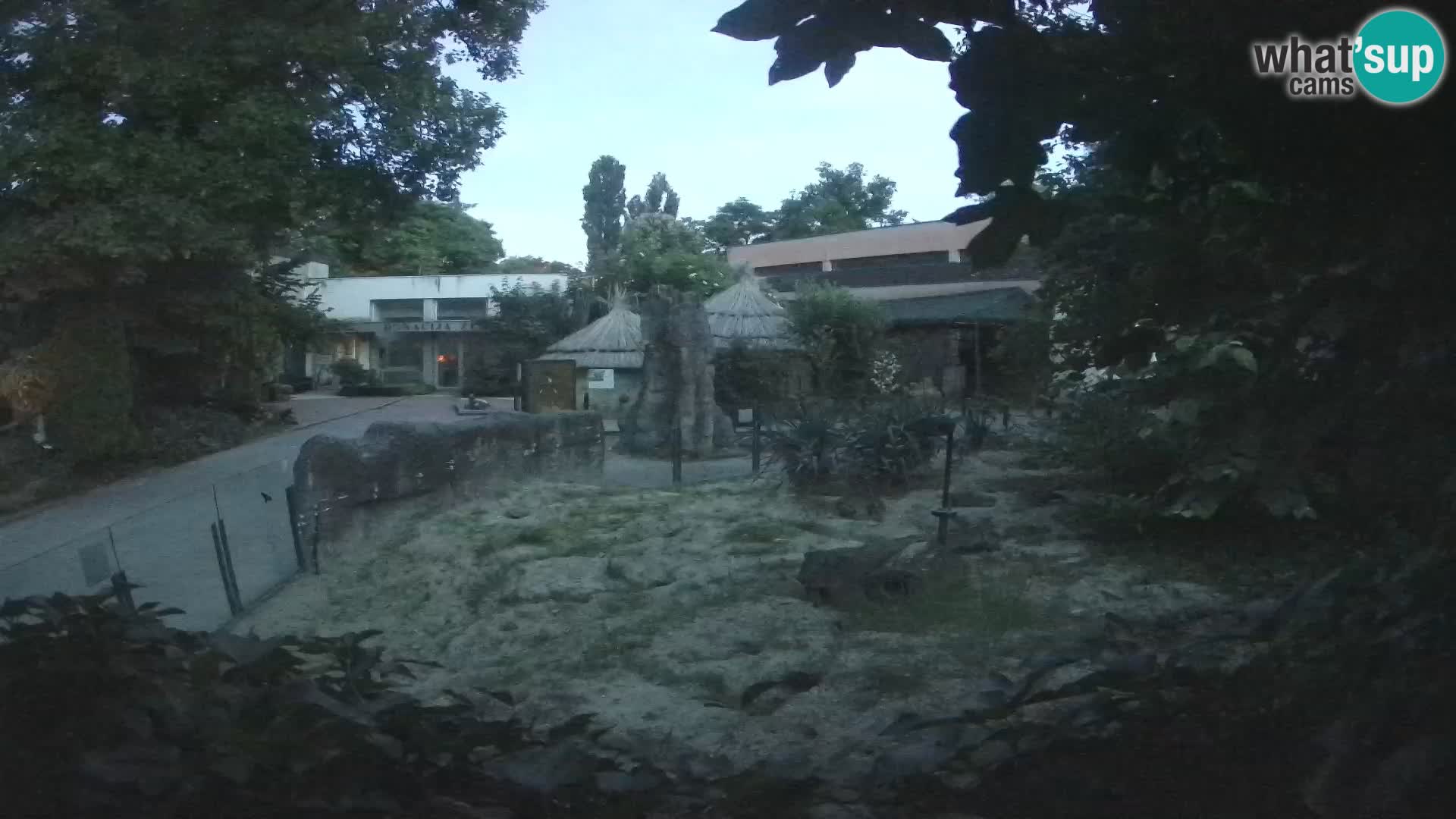 Zoo Zagreb – Suricate