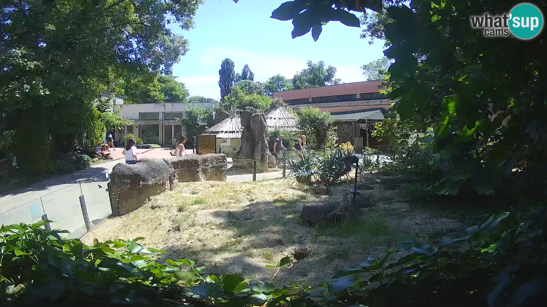Zoo Zagreb – Suricate