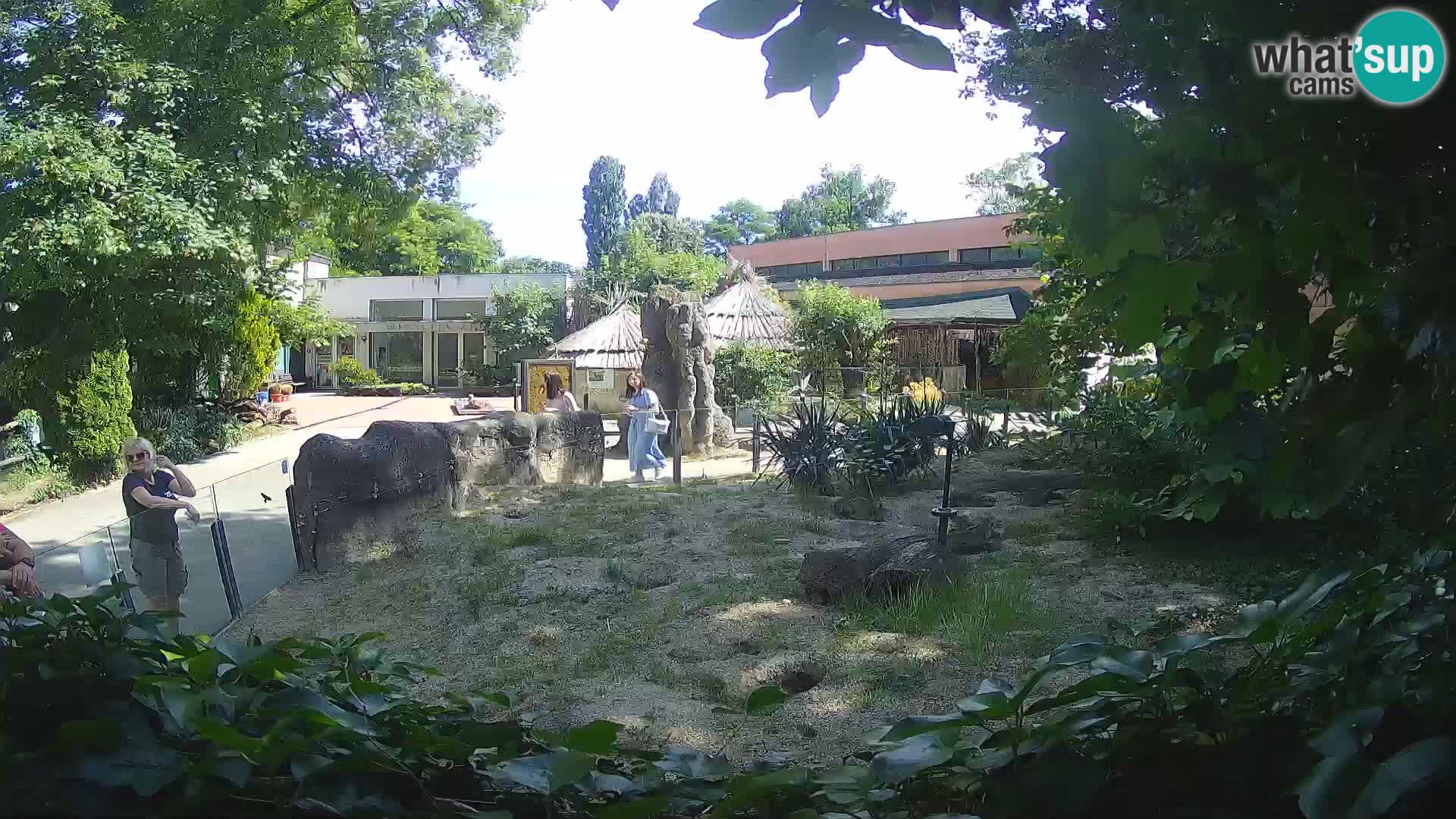 Zoo Zagreb – Meerkat (Suricate)