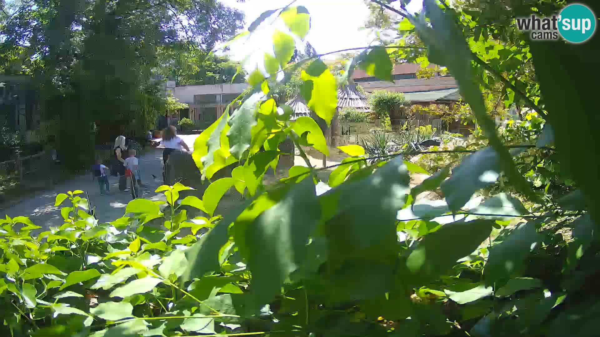 Zoo Zagreb – Erdmännchen
