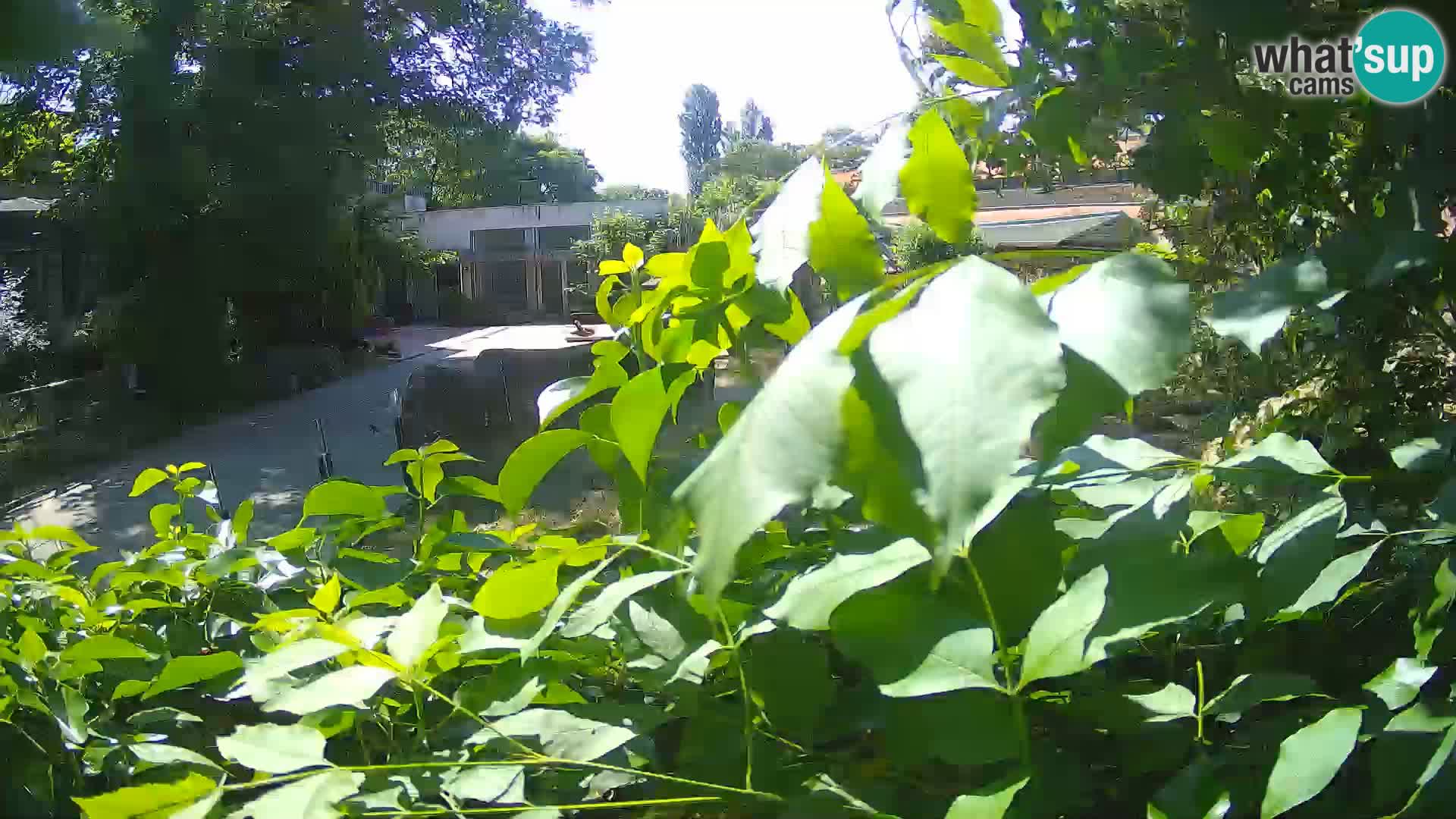 Zoo Zagreb – Surikate
