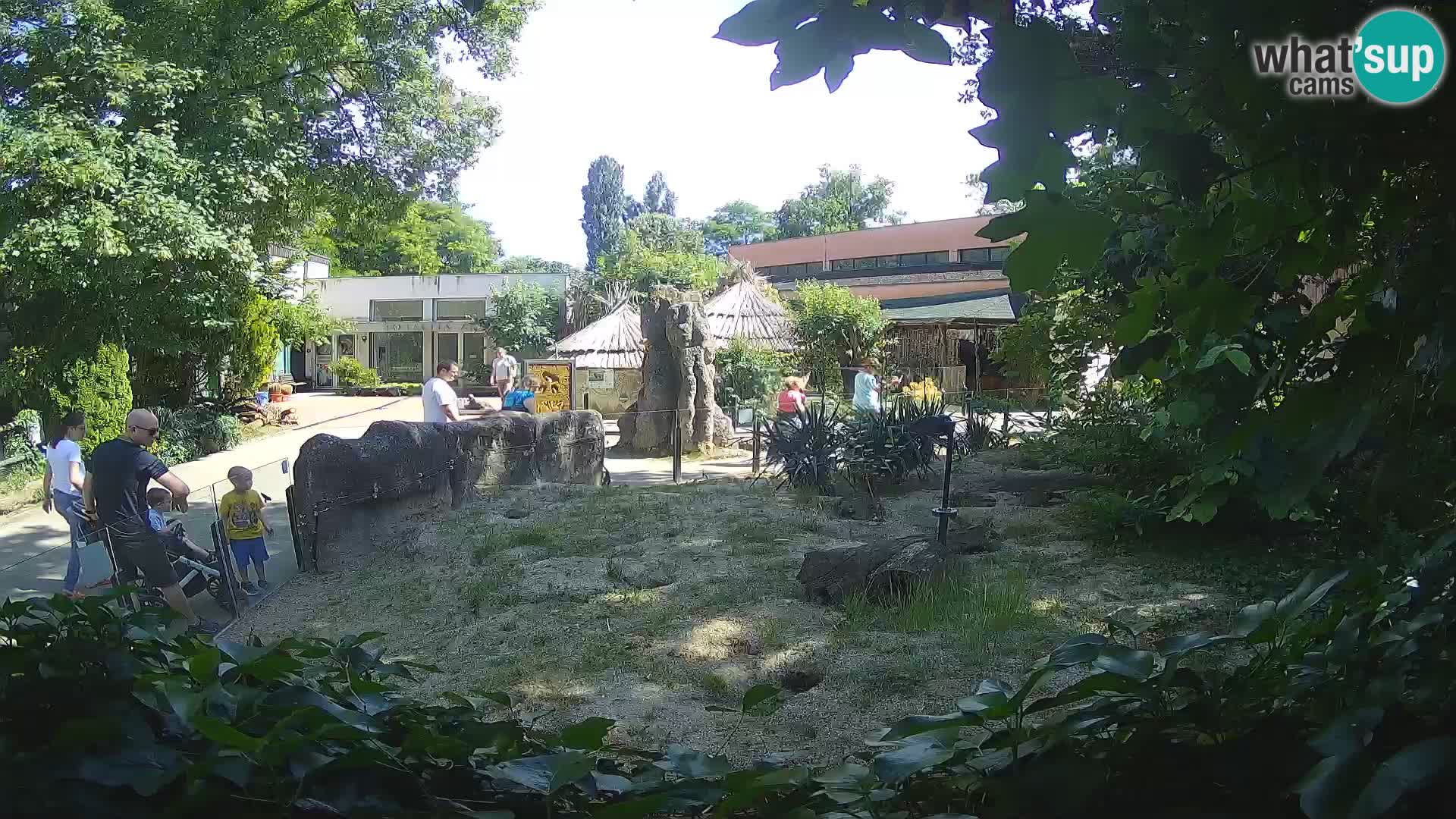 Zoo Zagreb – Merkat