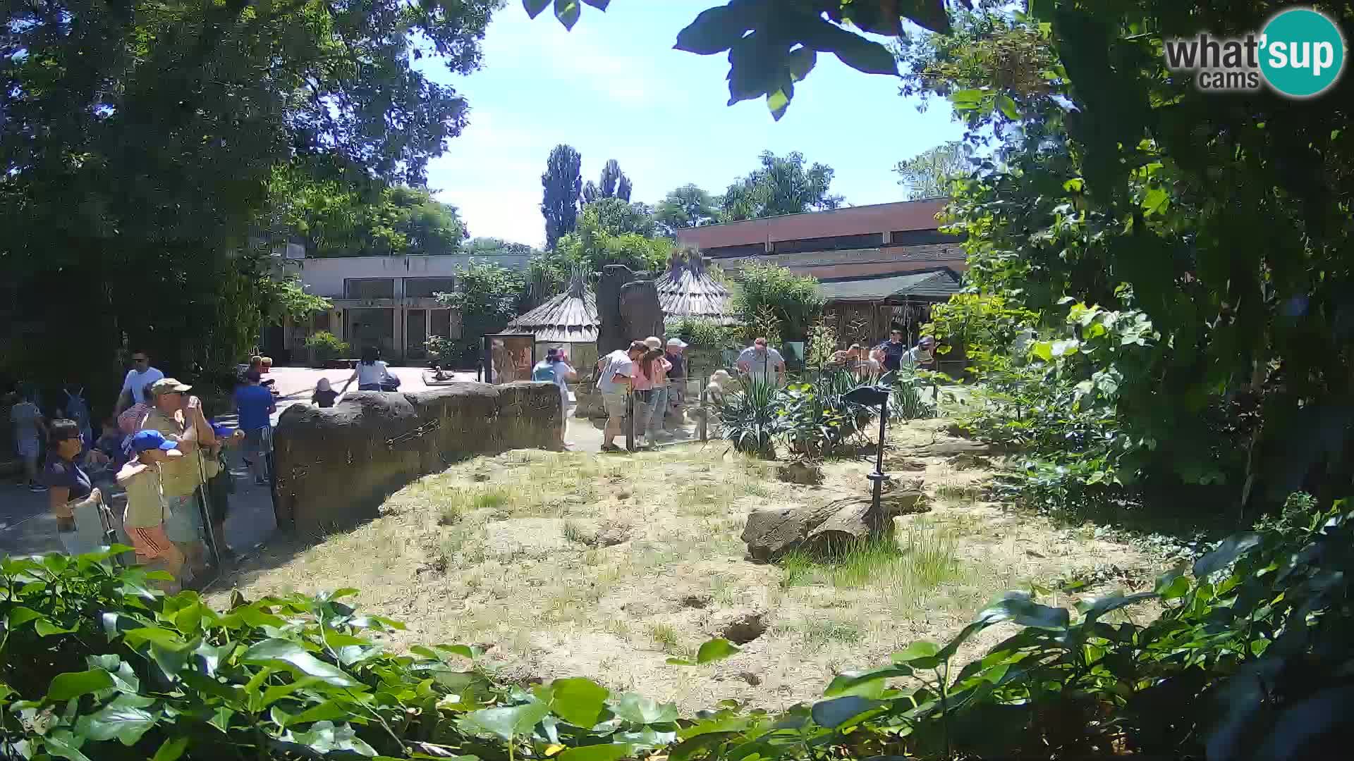 Zoo Zagreb – Suricata