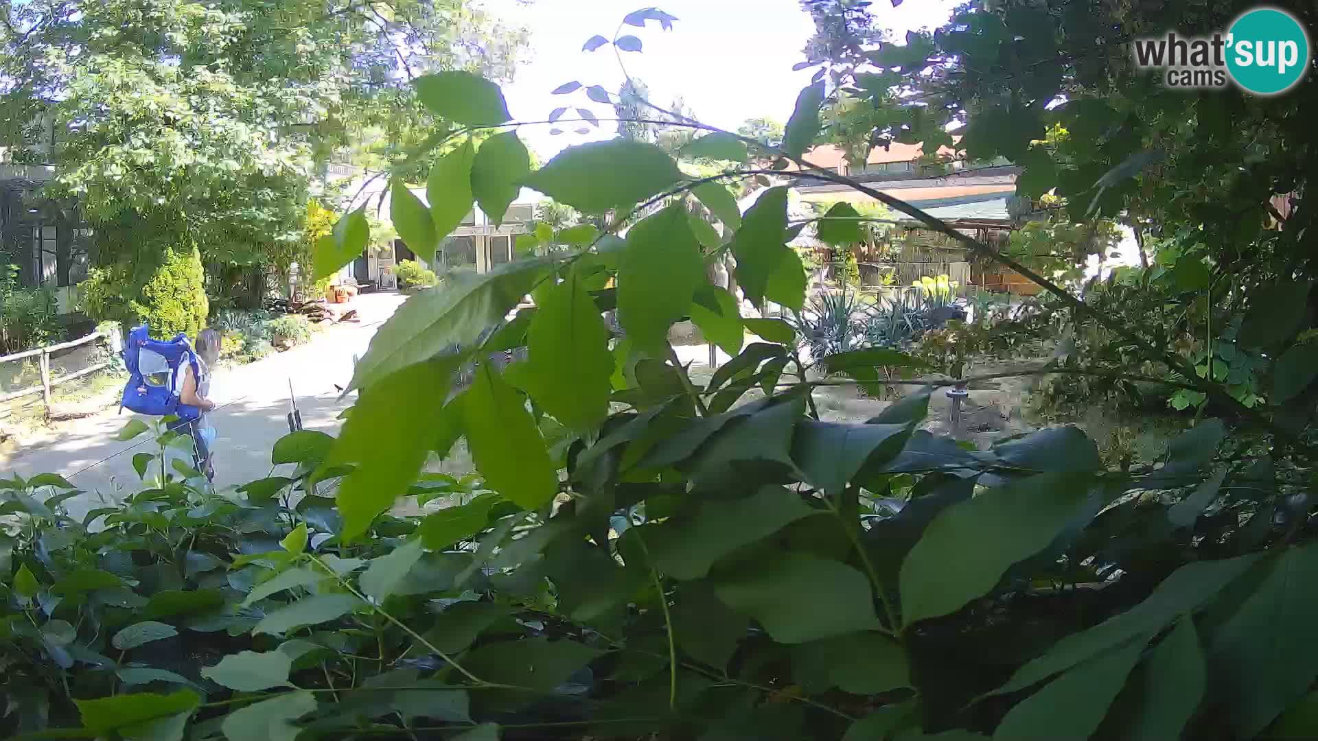 Zoo Zagreb – Merkat