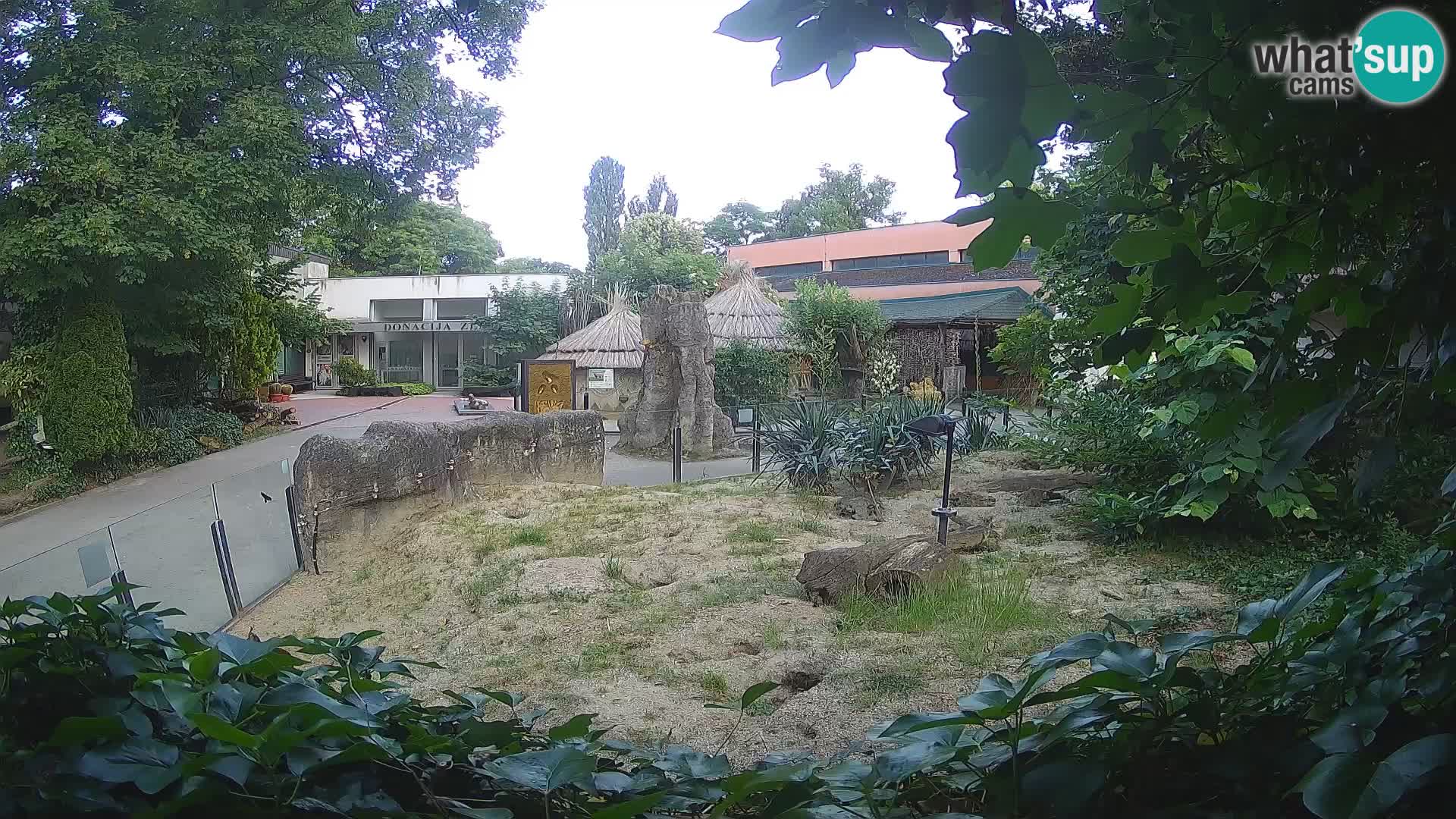 Zoo Zagreb – Meerkat (Suricate)