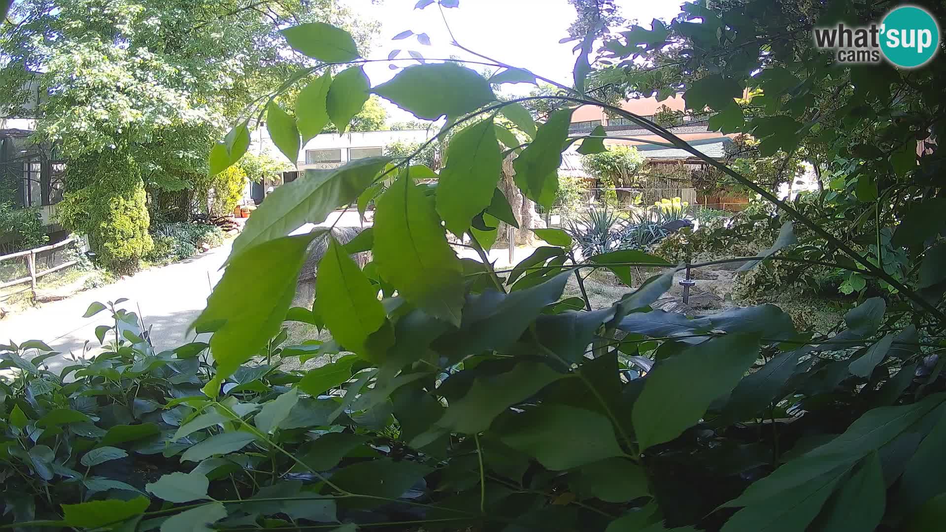 Zoo Zagreb – Surikate